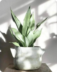 Maceta en vivero boutique