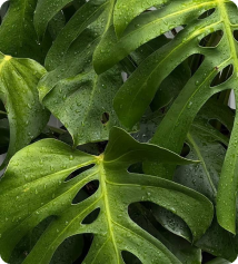 Maceta en vivero boutique